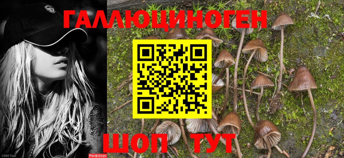 Галлюциногенные грибы Psilocybine cubensis Бугуруслан